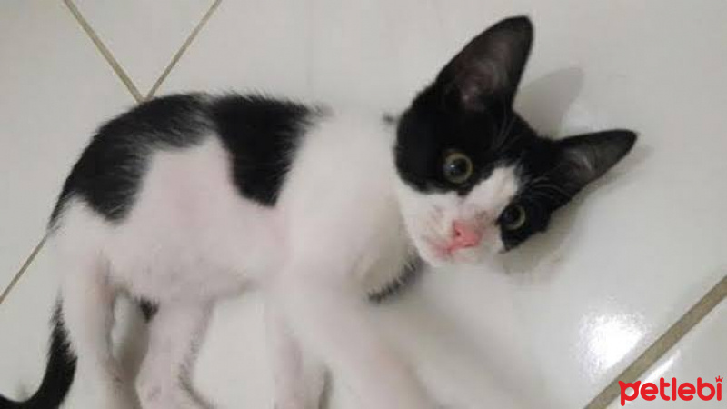 Tekir Kedi, Kedi  Pupiyyy fotoğrafı