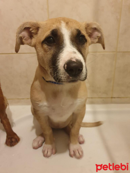Beagle, Köpek  Henüz ismi yok fotoğrafı