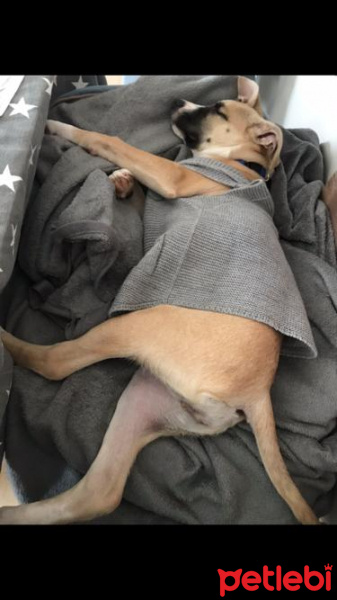 Beagle, Köpek  Henüz ismi yok fotoğrafı