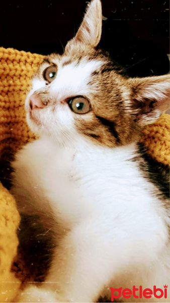 Tekir Kedi, Kedi  İsmi yok fotoğrafı