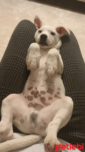 Jack Russell Terrier, Köpek  Odie fotoğrafı