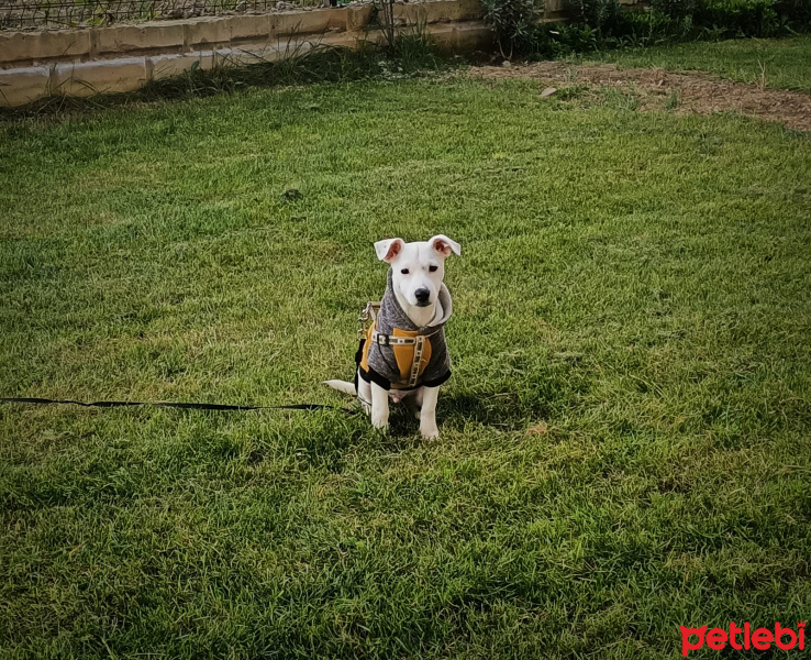Jack Russell Terrier, Köpek  Odie fotoğrafı