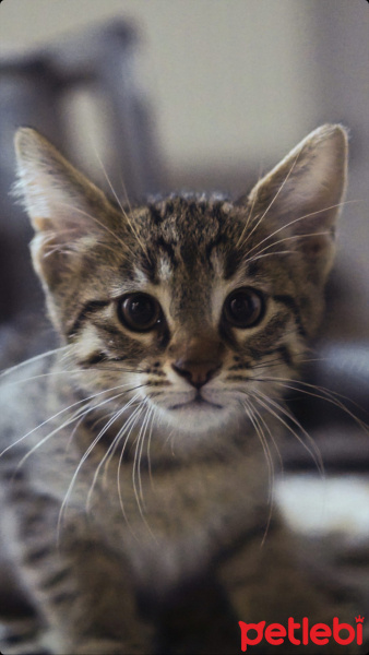 Tekir Kedi, Kedi  rıfkı fotoğrafı