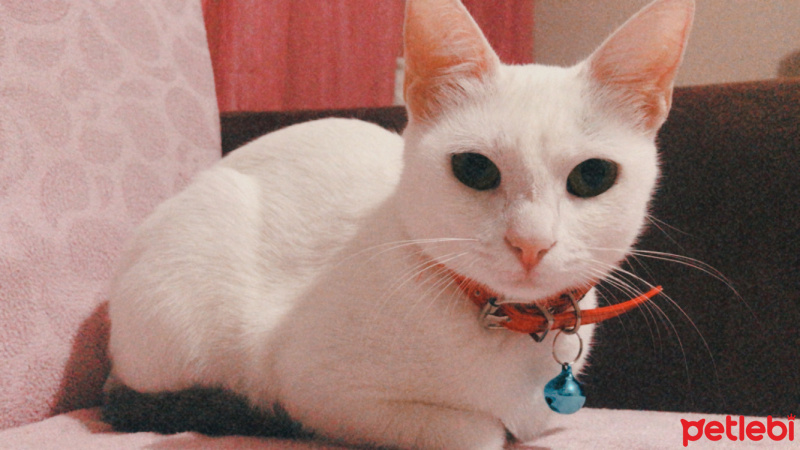 Ankara Kedisi, Kedi  Dobby fotoğrafı