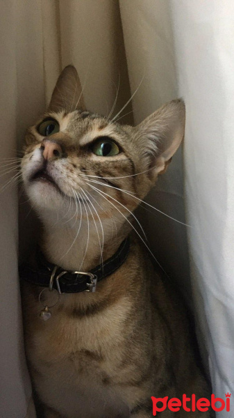 Tekir Kedi, Kedi  Atlas fotoğrafı