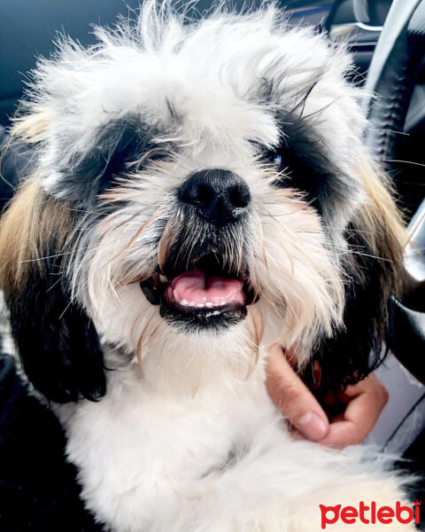 Shih Tzu, Köpek  Maya fotoğrafı