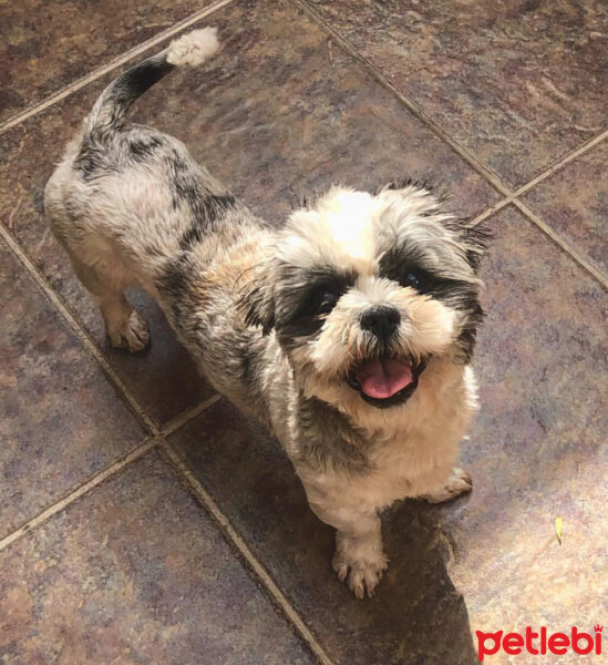 Shih Tzu, Köpek  Maya fotoğrafı