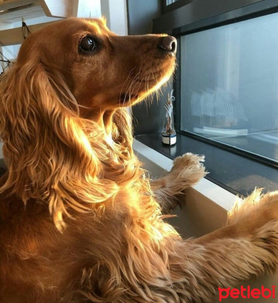 Golden Retriever, Köpek  Fifi fotoğrafı