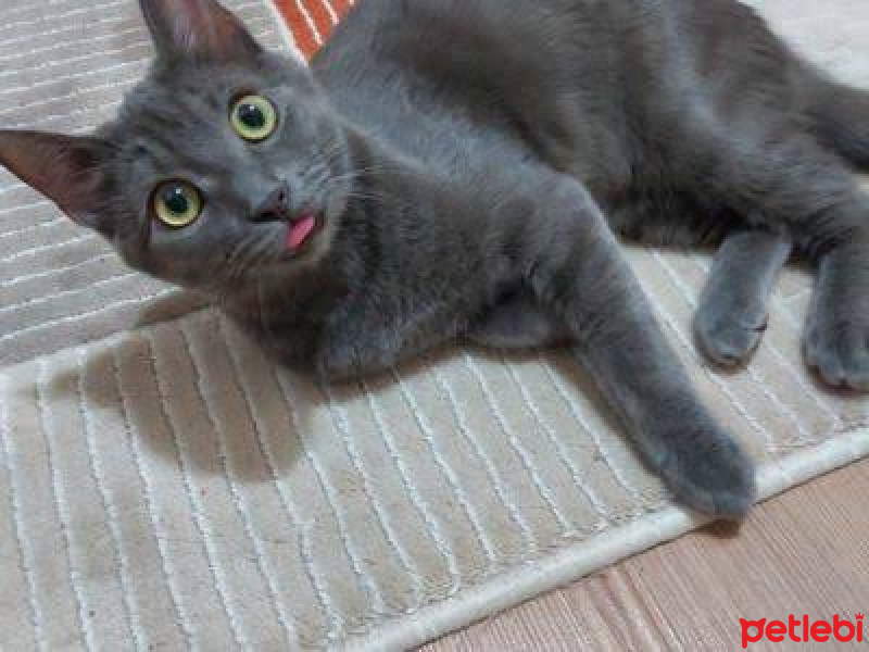 Mavi Rus, Kedi  Mario fotoğrafı