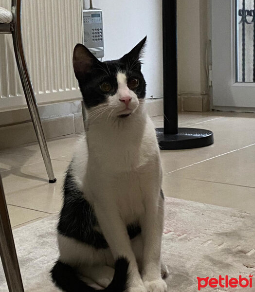 Tuxedo (Smokin) Kedi, Kedi  Kırpık fotoğrafı