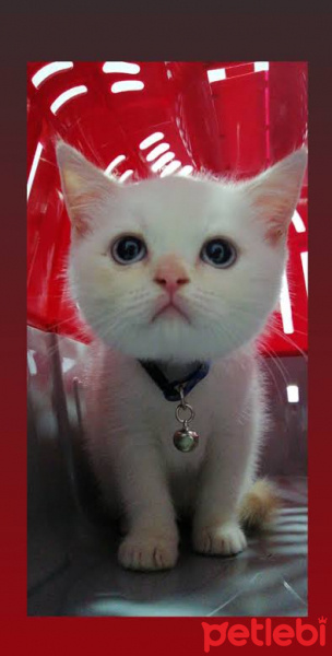 British Shorthair, Kedi  Merinos fotoğrafı