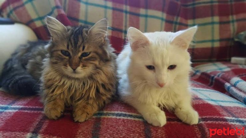 Norwegian Forest, Kedi  Bodyy fotoğrafı