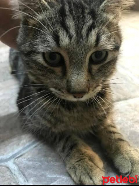 Tekir Kedi, Kedi  Cindyy fotoğrafı