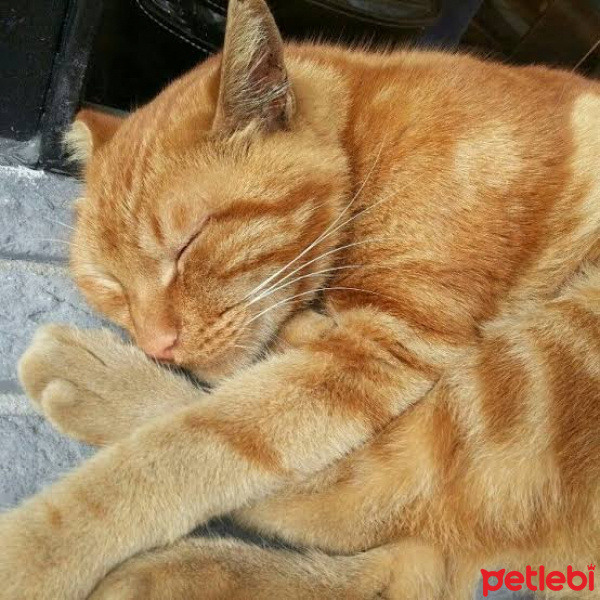 Sarman, Kedi  Mites fotoğrafı