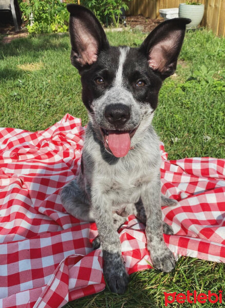 Border Collie, Köpek  Ayaz fotoğrafı