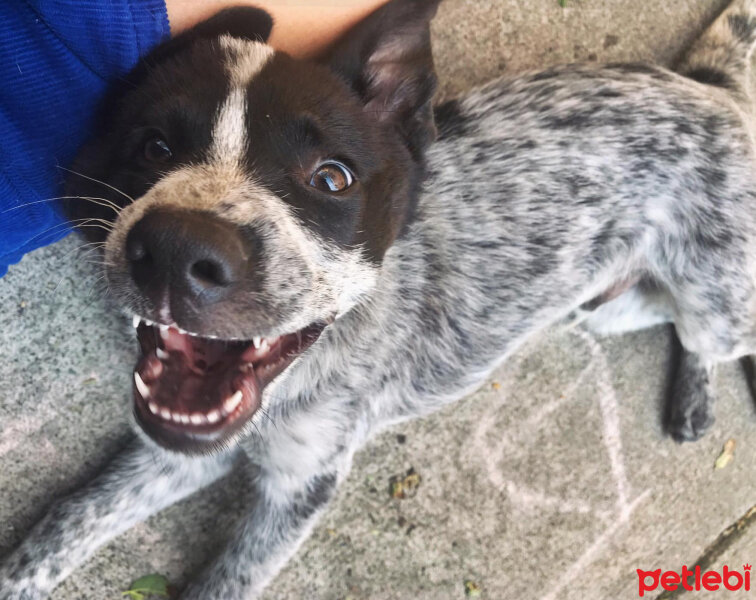 Border Collie, Köpek  Ayaz fotoğrafı