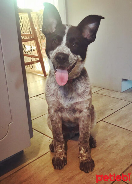 Border Collie, Köpek  Ayaz fotoğrafı