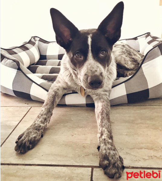 Border Collie, Köpek  Ayaz fotoğrafı