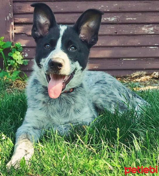 Border Collie, Köpek  Ayaz fotoğrafı