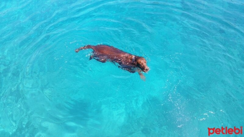 İrlandalı Setter, Köpek  Çamur fotoğrafı