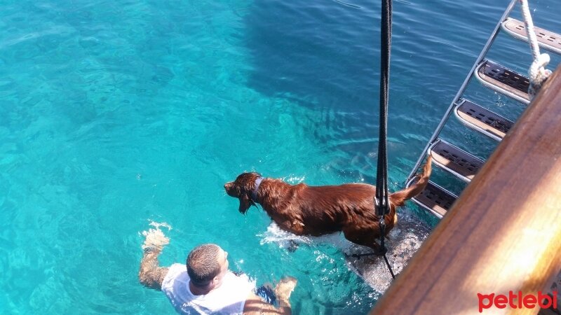 İrlandalı Setter, Köpek  Çamur fotoğrafı