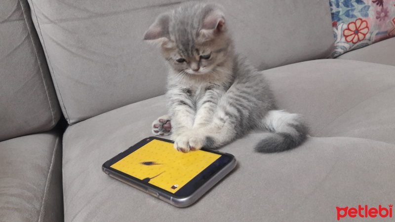 British Shorthair, Kedi  Sherlock fotoğrafı