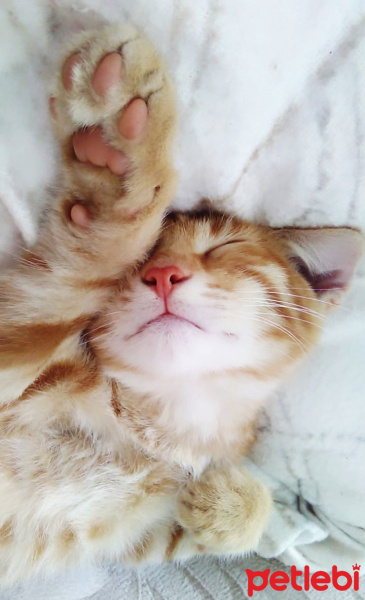 Sarman, Kedi  Pikachu fotoğrafı