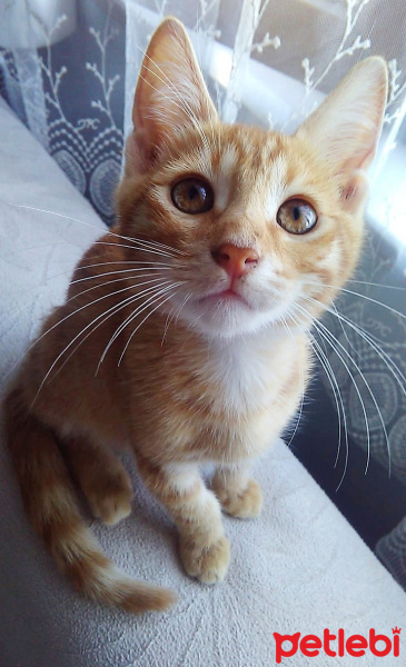 Sarman, Kedi  Pikachu fotoğrafı