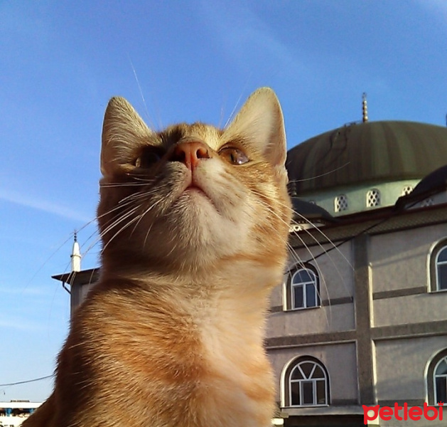 Sarman, Kedi  Pikachu fotoğrafı