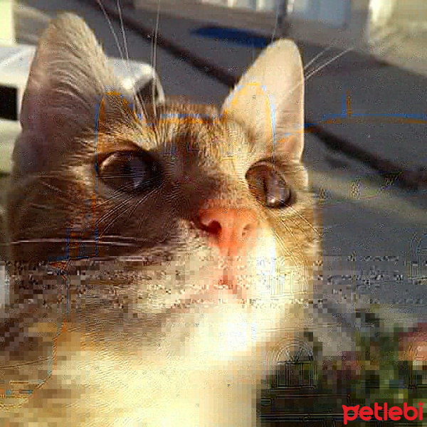 Sarman, Kedi  Pikachu fotoğrafı