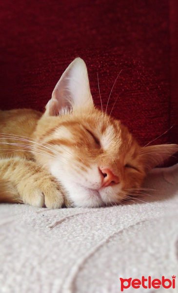 Sarman, Kedi  Pikachu fotoğrafı