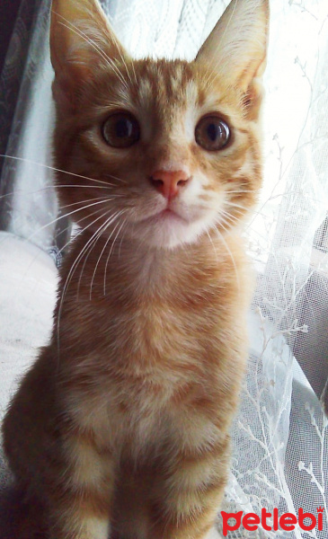 Sarman, Kedi  Pikachu fotoğrafı
