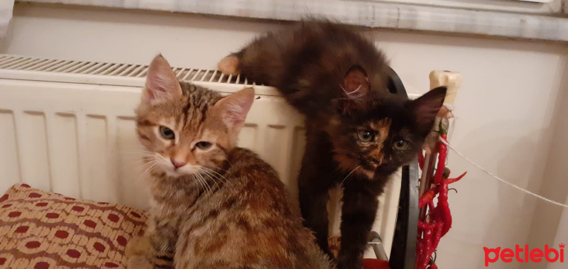 Tekir Kedi, Kedi  Adı yok fotoğrafı