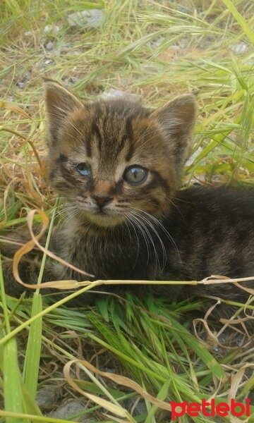 Tekir Kedi, Kedi  Piti fotoğrafı