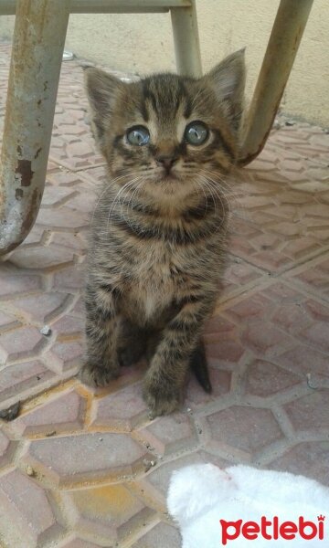 Tekir Kedi, Kedi  Piti fotoğrafı