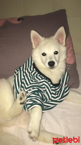 Pomeranyalı, Köpek  Japon Spitz fotoğrafı