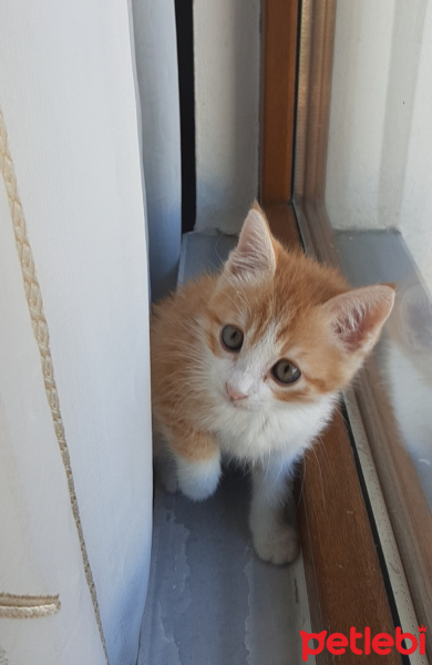 Sarman, Kedi  Roger fotoğrafı
