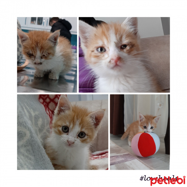 Sarman, Kedi  Roger fotoğrafı