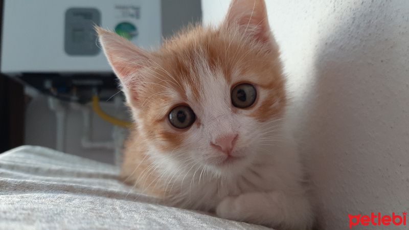 Sarman, Kedi  Roger fotoğrafı