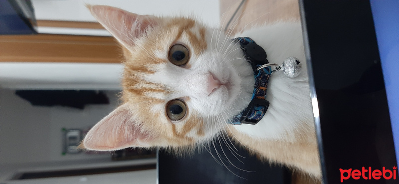 Sarman, Kedi  Roger fotoğrafı