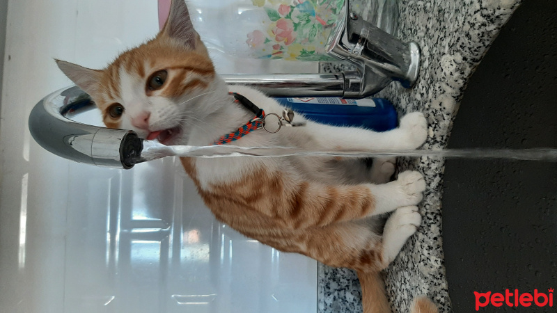 Sarman, Kedi  Roger fotoğrafı