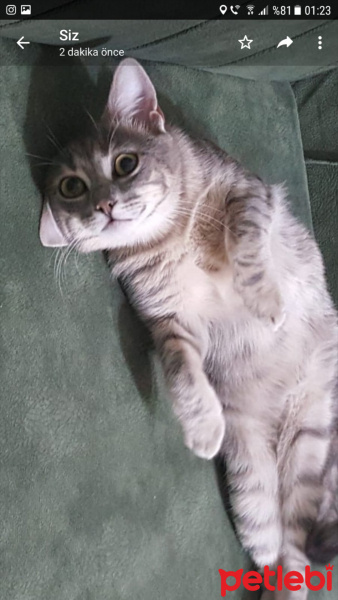 Tekir Kedi, Kedi  Çingene fotoğrafı