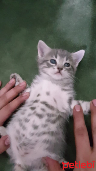 Tekir Kedi, Kedi  Çingene fotoğrafı