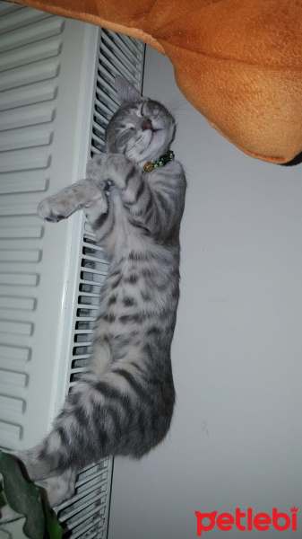 Tekir Kedi, Kedi  Çingene fotoğrafı