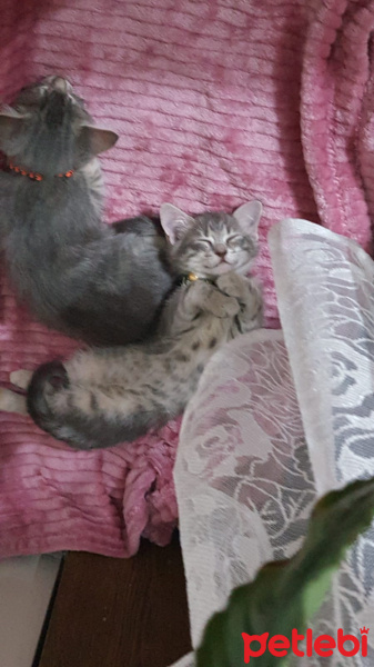 Tekir Kedi, Kedi  Çingene fotoğrafı