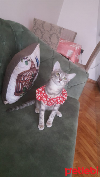 Tekir Kedi, Kedi  Çingene fotoğrafı