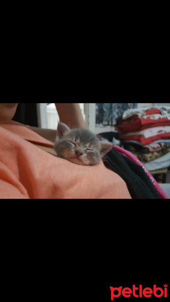 Tekir Kedi, Kedi  Çingene fotoğrafı