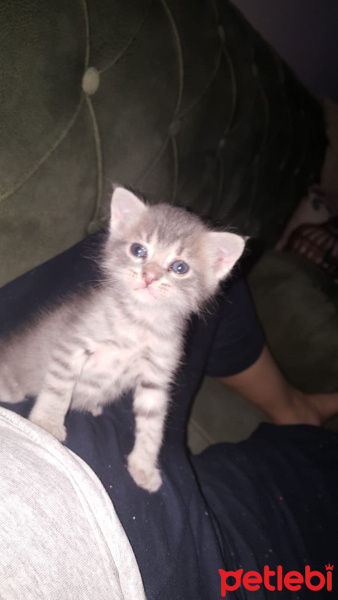 Tekir Kedi, Kedi  Çingene fotoğrafı