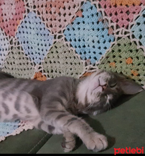 Tekir Kedi, Kedi  Çingene fotoğrafı