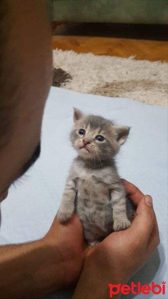 Tekir Kedi, Kedi  Çingene fotoğrafı